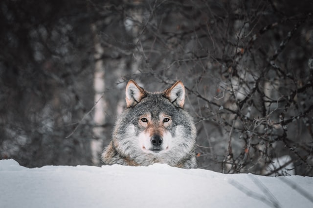 Un Loup n'avait que les os et la peau, Tant les chiens faisaient bonne garde.